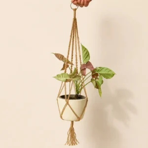 Hanging plant in a white ceramic pot suspended by a natural rope macrame hanger with tassels against a beige wall.